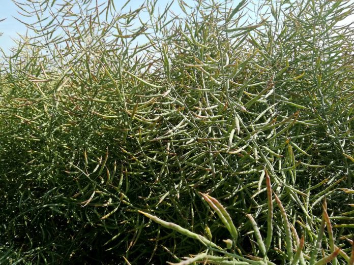 Agrosaveti---Uljana-repica---03