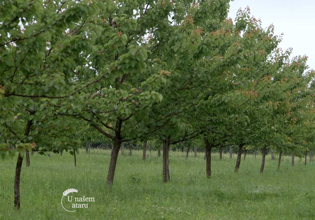 Agrosaveti---Uzgoj-kajsija---Guberevac---01