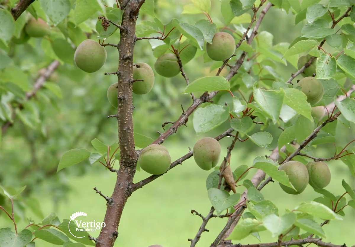 Agrosaveti---Uzgoj-kajsija---Guberevac---04