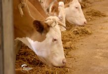 Agrosaveti---mleno-govedarstvo---krave---mleko---Klenj---03
