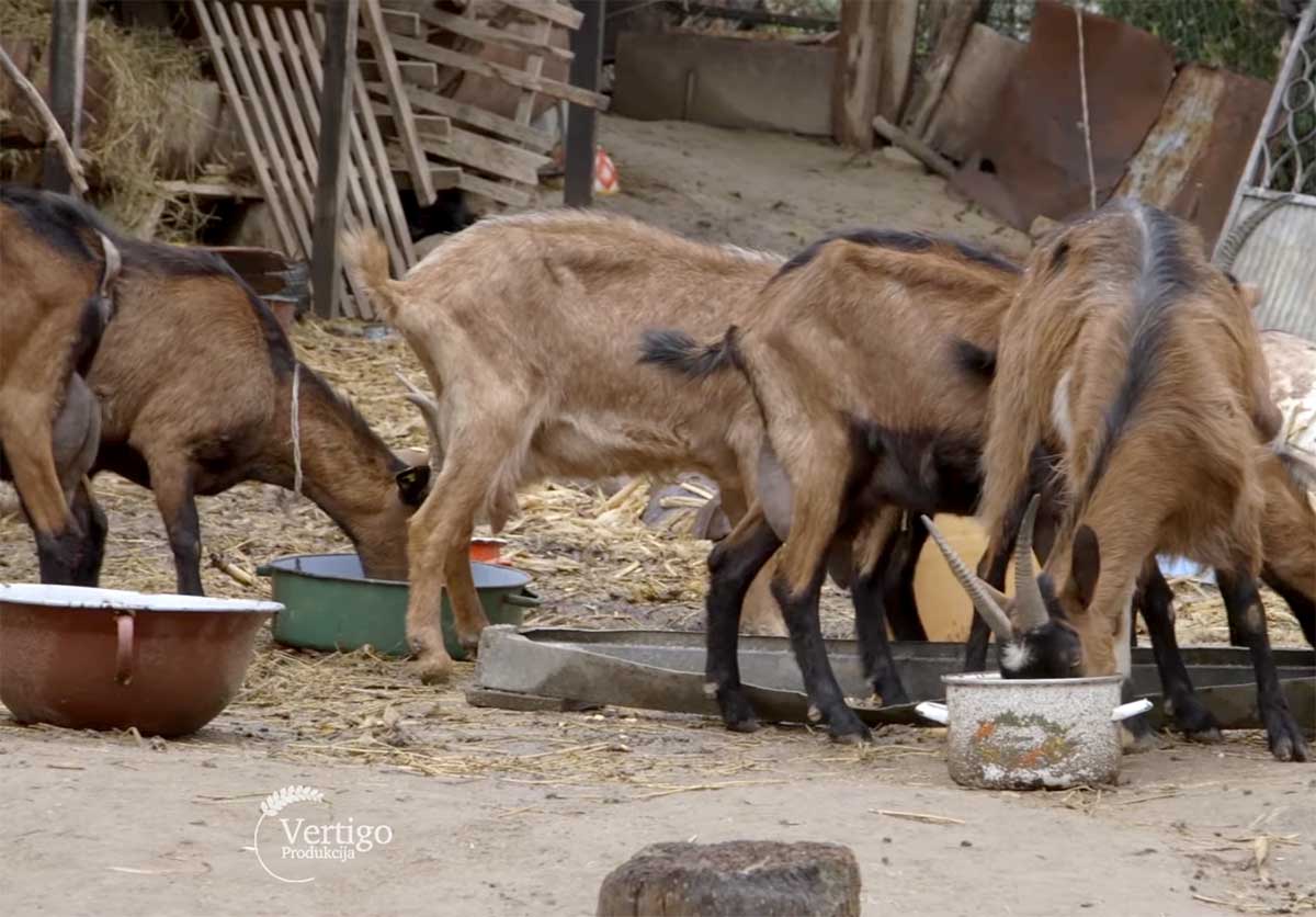 Agrosaveti---uzgoj-koza---kozji-sir---Slankamen---01