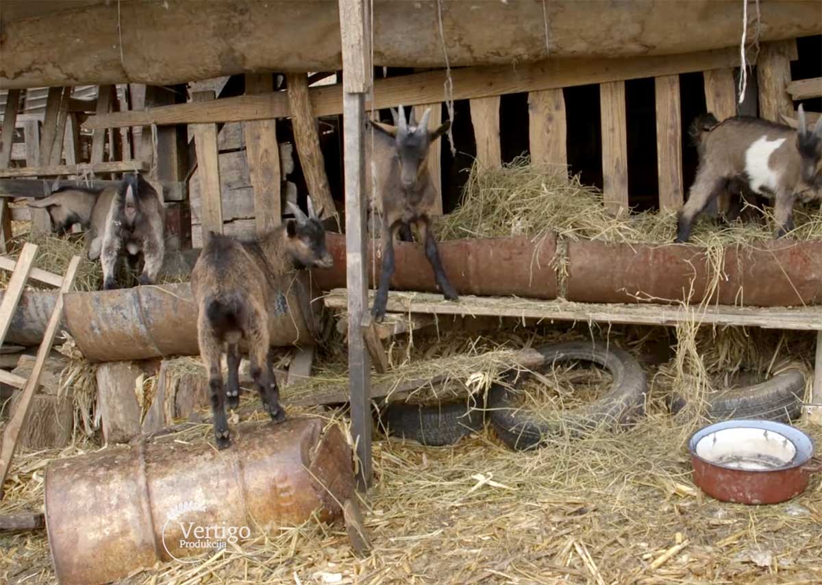 Agrosaveti---uzgoj-koza---kozji-sir---Slankamen---02