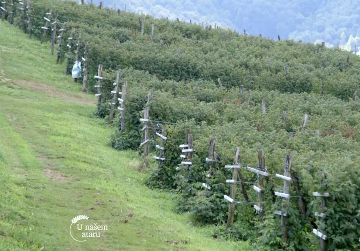 Agrosaveti---Proizvodnja-malina---Lucani---01