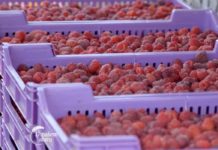 Proizvodnja malina u Lučanima Agrosaveti---Proizvodnja-malina---Lucani---02