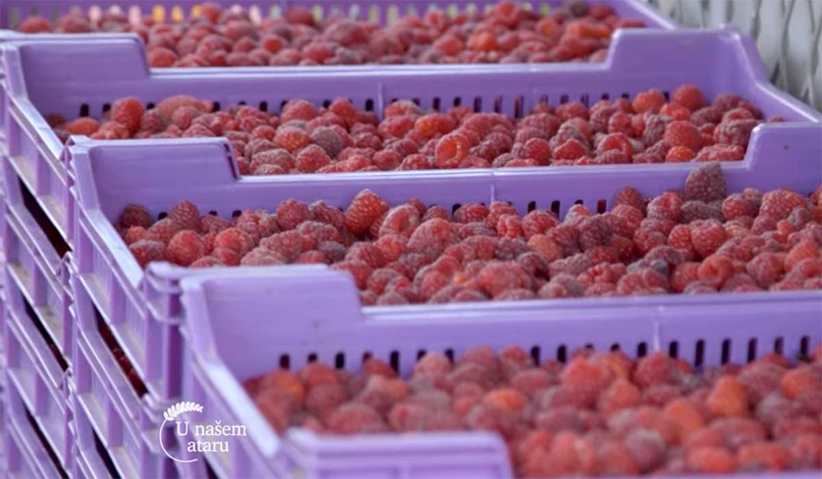 Agrosaveti---Proizvodnja-malina---Lucani---02