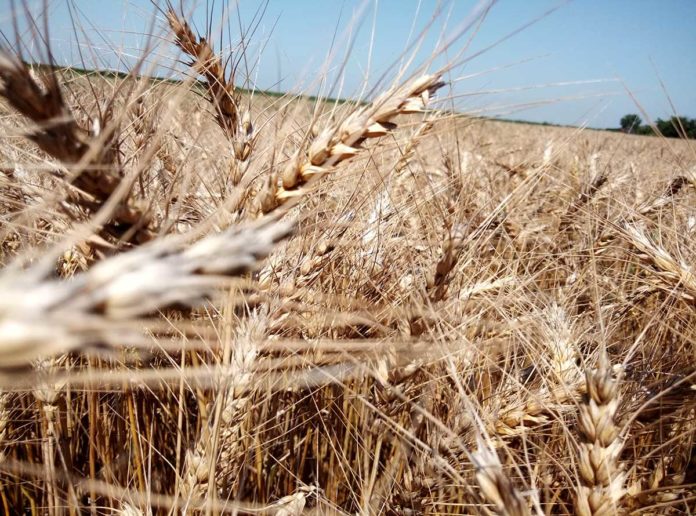 psenica Agrosaveti---Psenica---Isplativost---kalkulacija---zetveni-dani-03