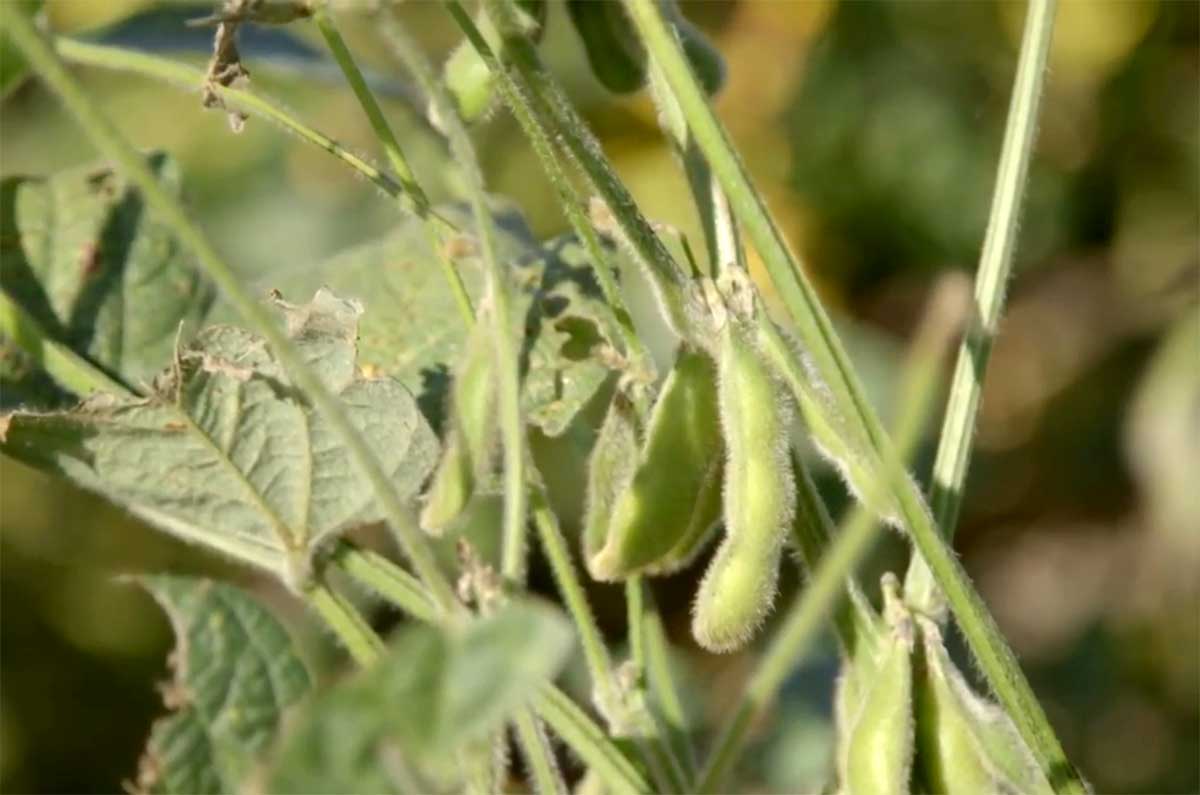 Agrosaveti---Ratarska-organska-proizvodnja---02