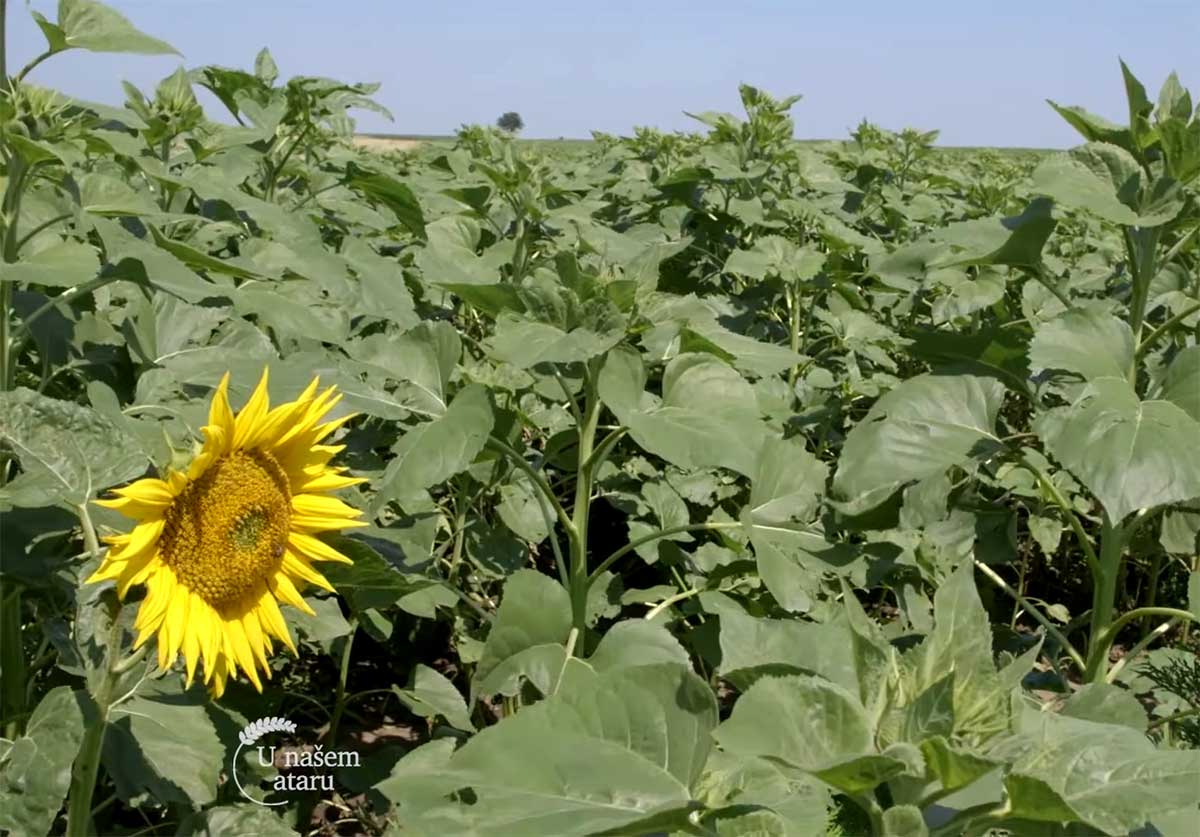 Agrosaveti---Ratarska-proizvodnja---Kovacica---01