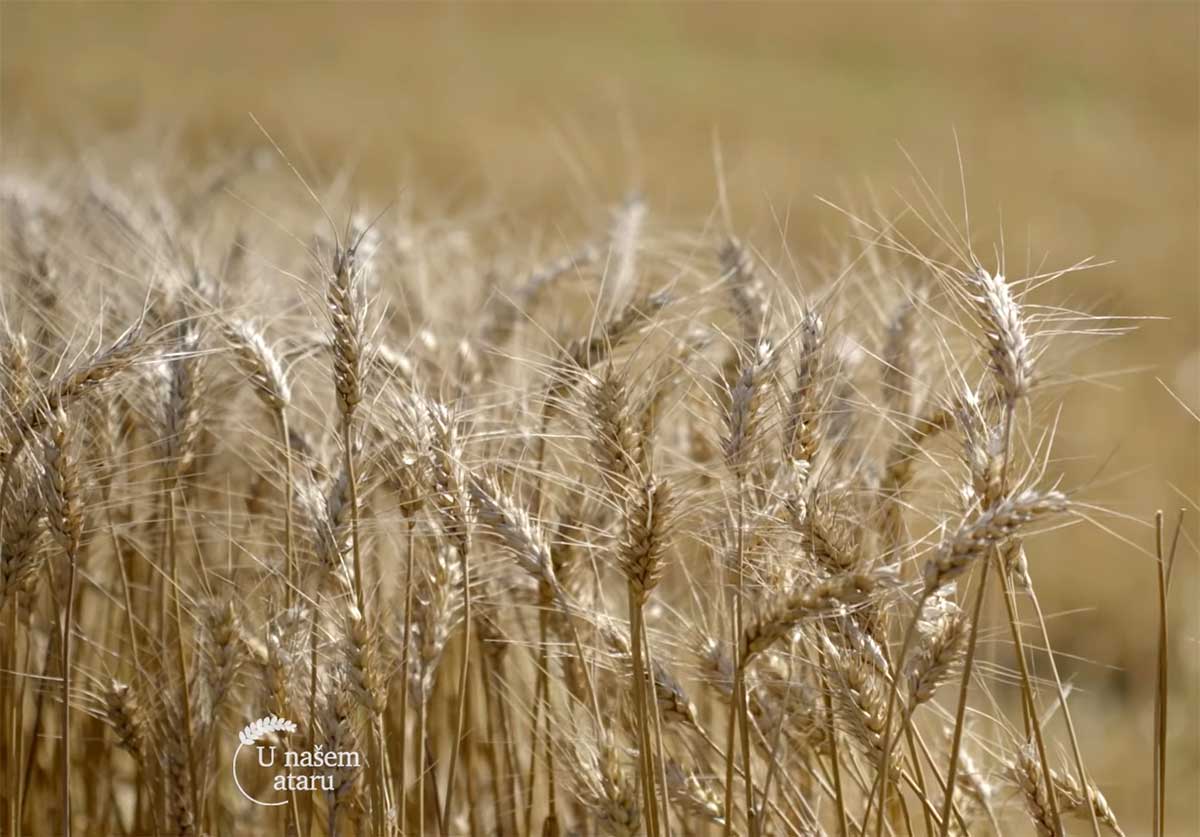 Agrosaveti---Ratarska-proizvodnja---Kovacica---03