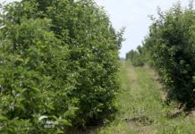 Agrosaveti---Uzgoj-jabuka---Tavankut---01