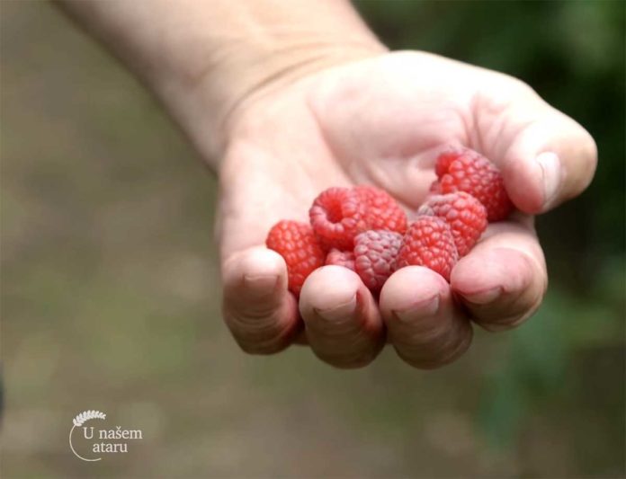 malina Agrosaveti---Uzgoj-malina---Beli-Kamen---01