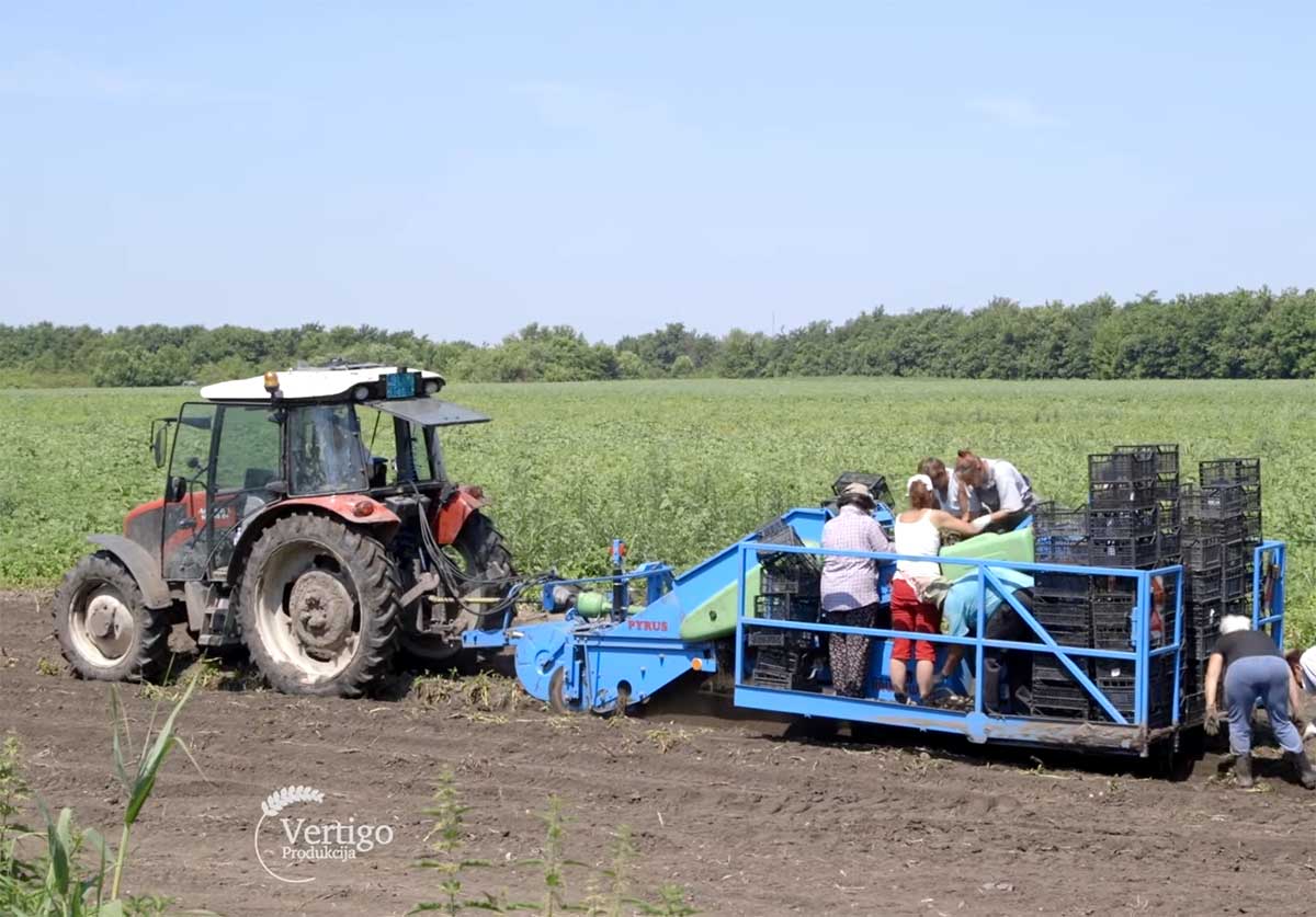 Agrosaveti---Vadjenje-mladog-krompira---01
