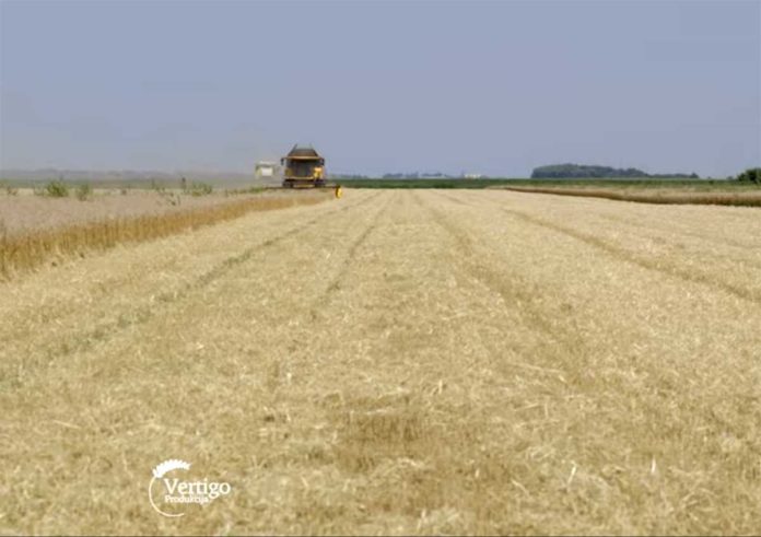 Agrosaveti---Zetva-psenice---Vrbas---03