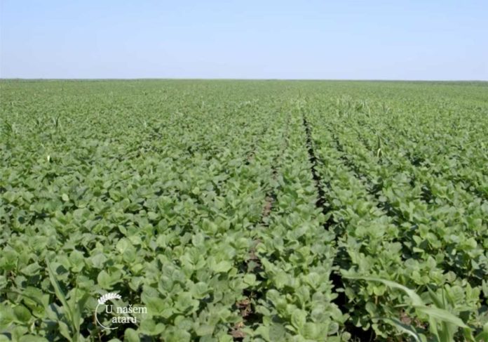 Agrosaveti---proizvodnja-secerne-repe-i-soje---Kovacica---01