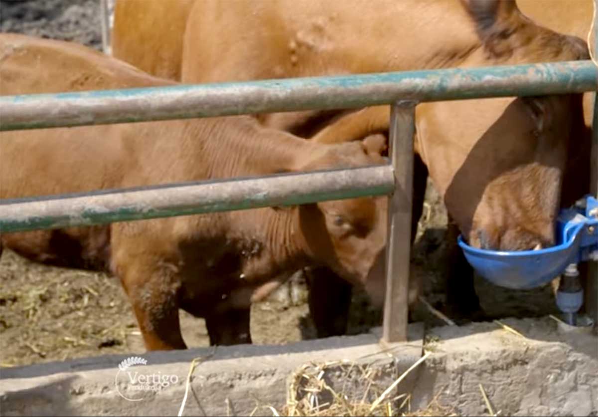 Agrosaveti---Angus-goveda---Glozan---03