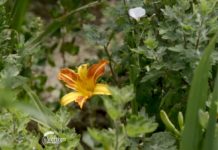 Agrosaveti---Azil-za-biljke---02