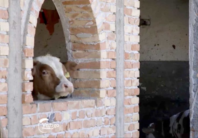 Agrosaveti---Farma-muznih-krava---Budjani---01