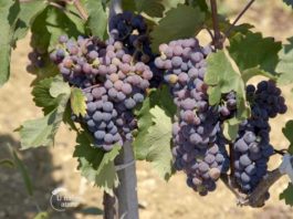 Agrosaveti---Geografsko-poreklo-vina---01
