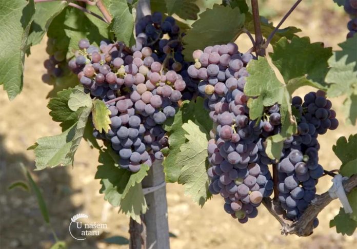 Agrosaveti---Geografsko-poreklo-vina---01 Agrosaveti---Geografsko-poreklo-vina---01