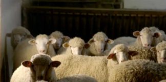 Agrosaveti---Il-de-France---ovce--Vrbas---01