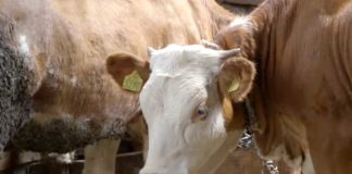 Agrosaveti---Krave---tov-bikova---Mramorac----02