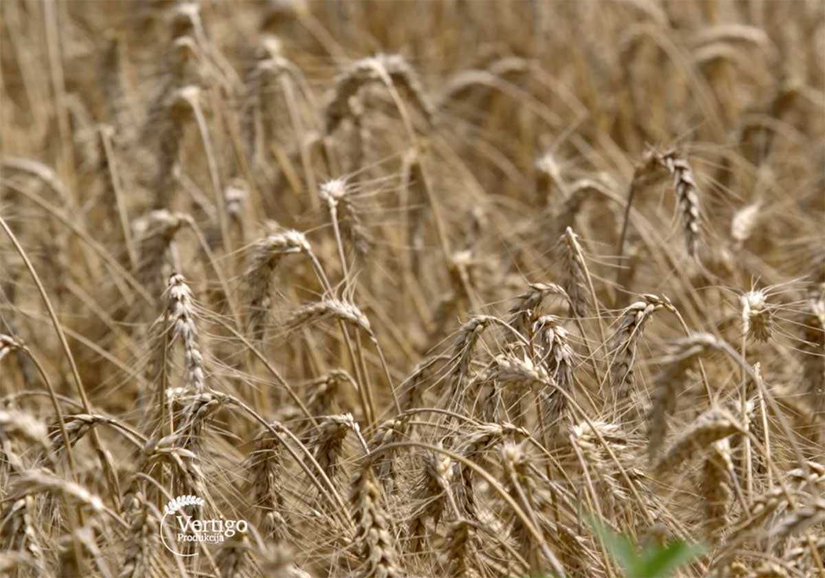 Agrosaveti---PSS-„Poljoservis“---Knjazevac---01