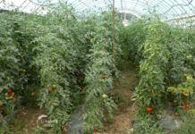 Agrosaveti---Paradajz---Zaklopace---01