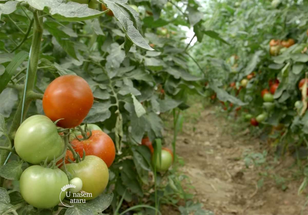 Agrosaveti---Paradajz---Zaklopace---02