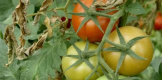 Agrosaveti---Paradajz---Zaklopace---03