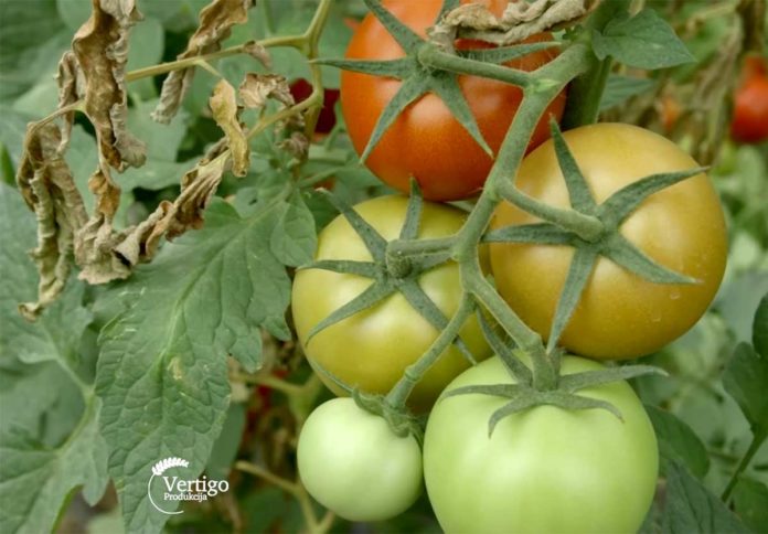 paradajz Agrosaveti---Paradajz---Zaklopace---03