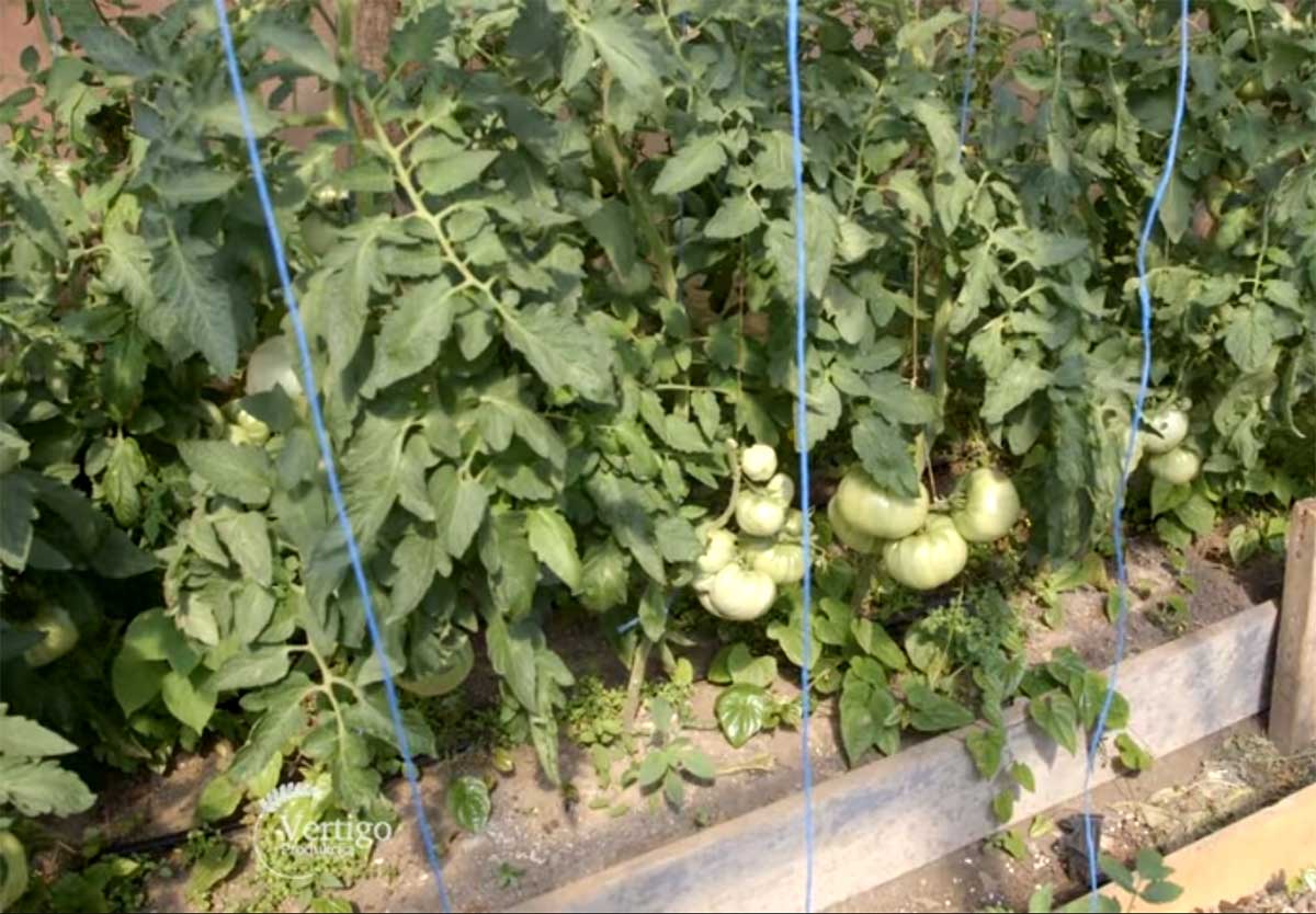 Agrosaveti---Paradajz-jabucar---01