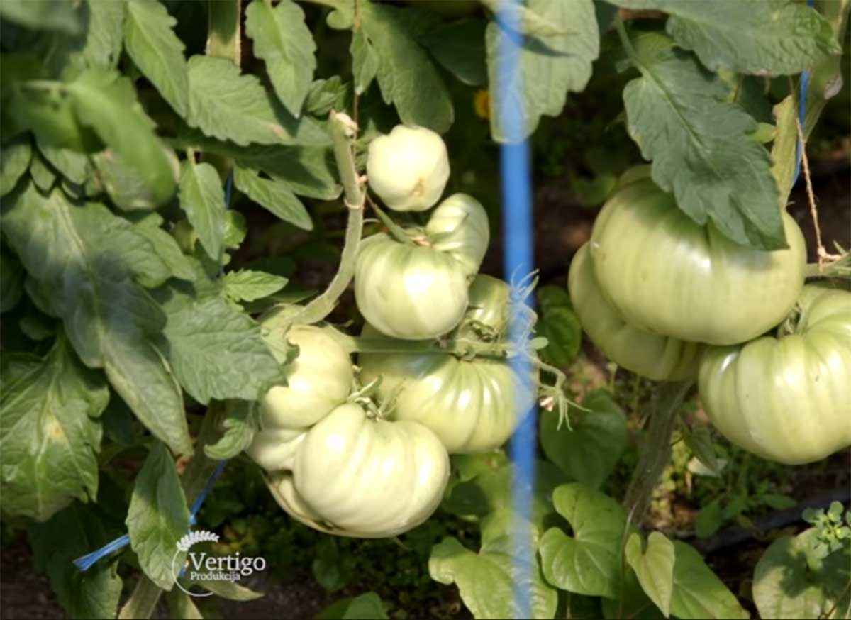 Agrosaveti---Paradajz-jabucar---02
