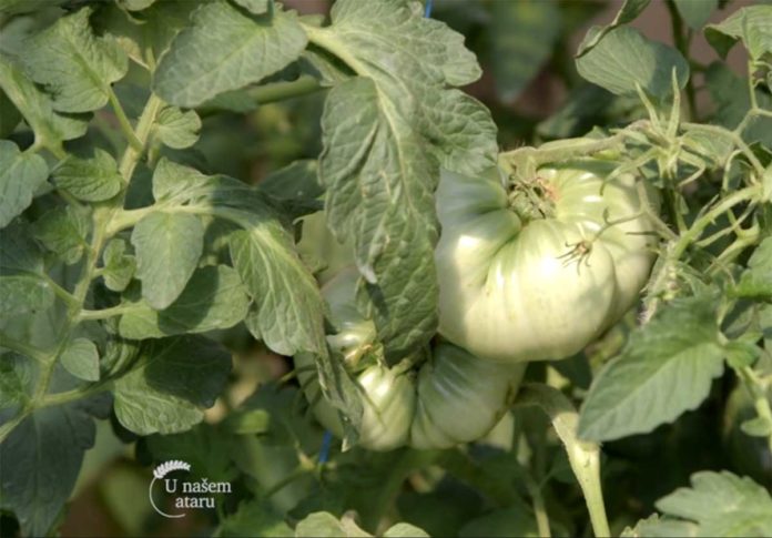 Agrosaveti---Paradajz-jabucar---03 Agrosaveti---Paradajz-jabucar---03