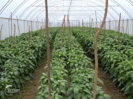 Agrosaveti---Povrce---Novi-Sad---plastenik---03