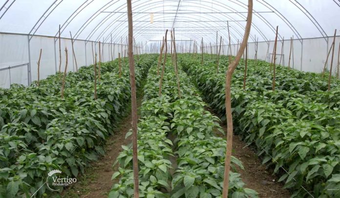 povrće-plastenik Agrosaveti---Povrce---Novi-Sad---plastenik---03