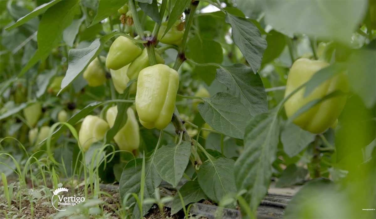 Agrosaveti---Povrce---Novi-Sad---plastenik---paprika---02