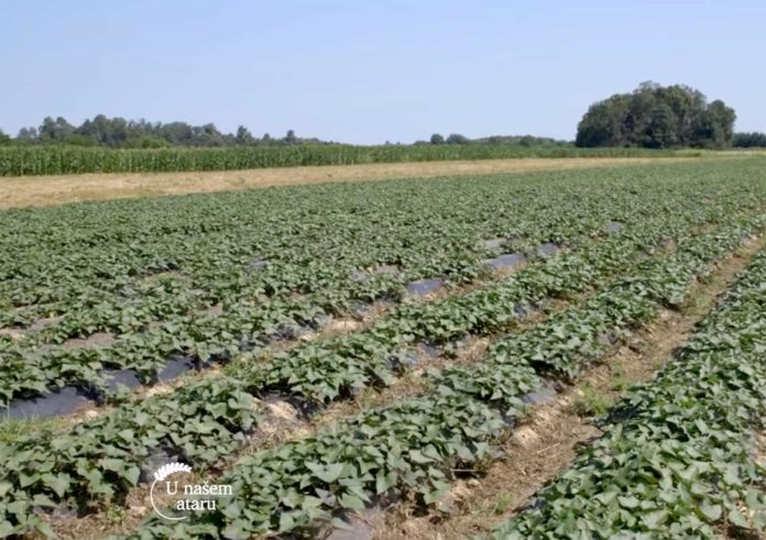 Agrosaveti---Proizvodnja-batata---Dobric---04