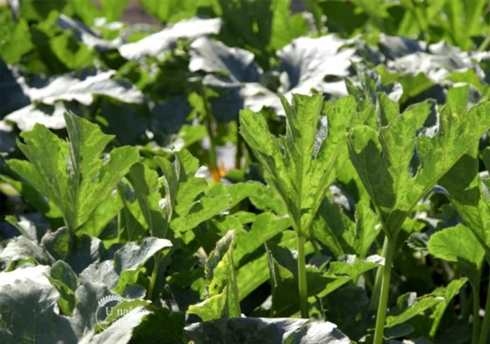 Agrosaveti---Proizvodnja-povrca---Subotica---03