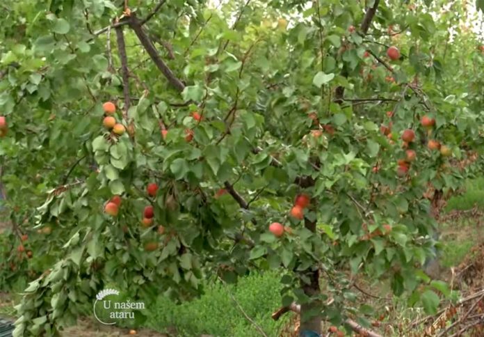 Agrosaveti---Uzgoj-kajsija---Zaklopaca---01