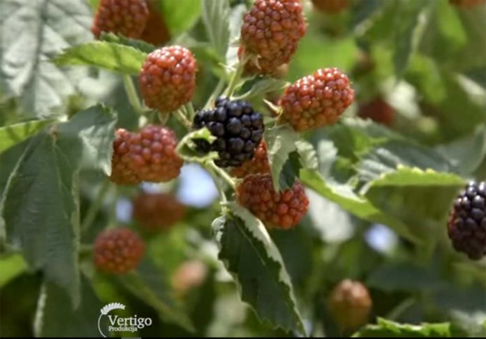 Agrosaveti---Uzgoj-kupina---Sumadija---01