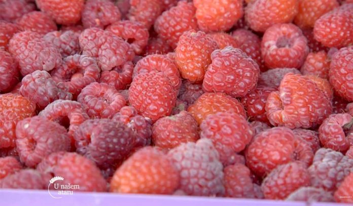 Agrosaveti---Uzgoj-malina---Beli-Kamen---03 Agrosaveti---Uzgoj-malina---Beli-Kamen---03