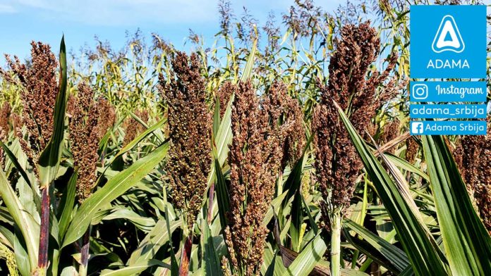 Agrosaveti---Adama---sirak-metlas---metle---dikamba-02