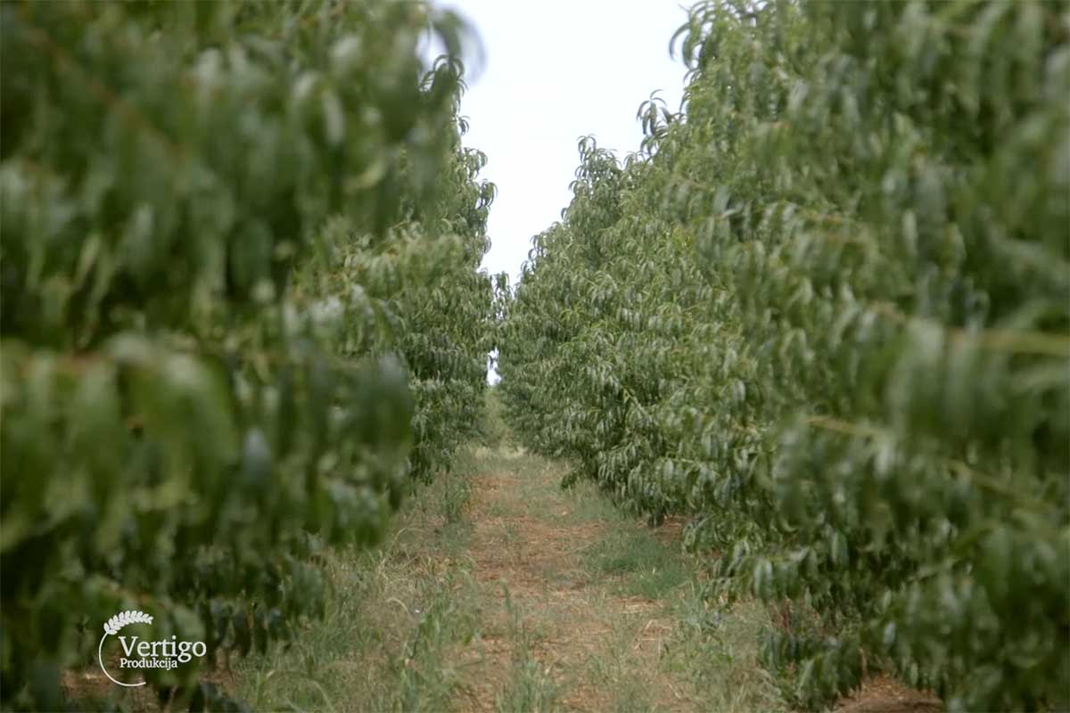 Agrosaveti---Saveti-za-pravilnu-berbu-voca---01
