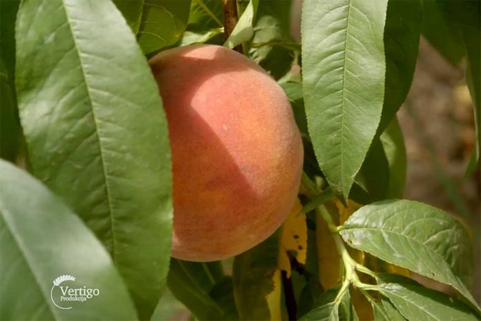Agrosaveti---Saveti-za-pravilnu-berbu-voca---03 Agrosaveti---Saveti-za-pravilnu-berbu-voca---03