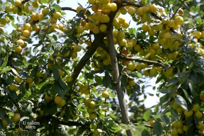 Agrosaveti---Uzgoj-Dzanarike---Ribari---01 Agrosaveti---Uzgoj-Dzanarike---Ribari---01