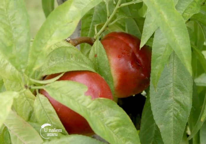 Agrosaveti---Uzgoj-nektarina---Zaklopaca---01 Agrosaveti---Uzgoj-nektarina---Zaklopaca---01