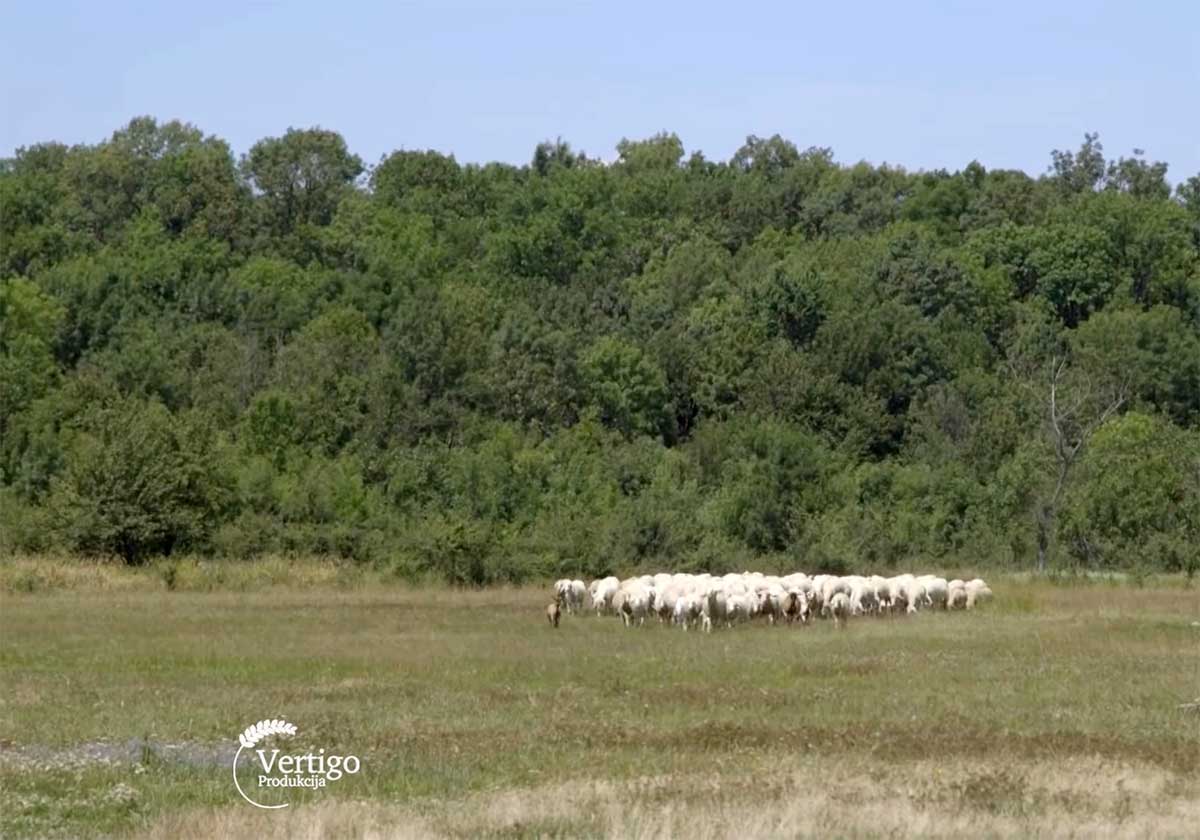 Agrosaveti---Uzgoj-virtemberg-ovaca---Selenca---01