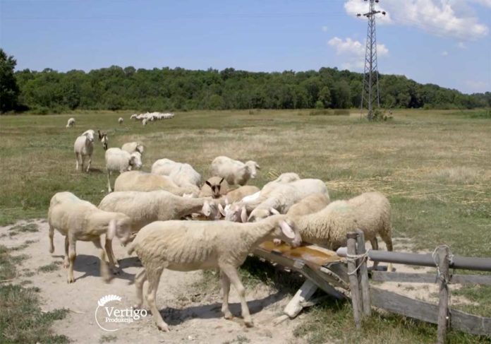 Agrosaveti---Uzgoj-virtemberg-ovaca---Selenca---02 Agrosaveti---Uzgoj-virtemberg-ovaca---Selenca---02