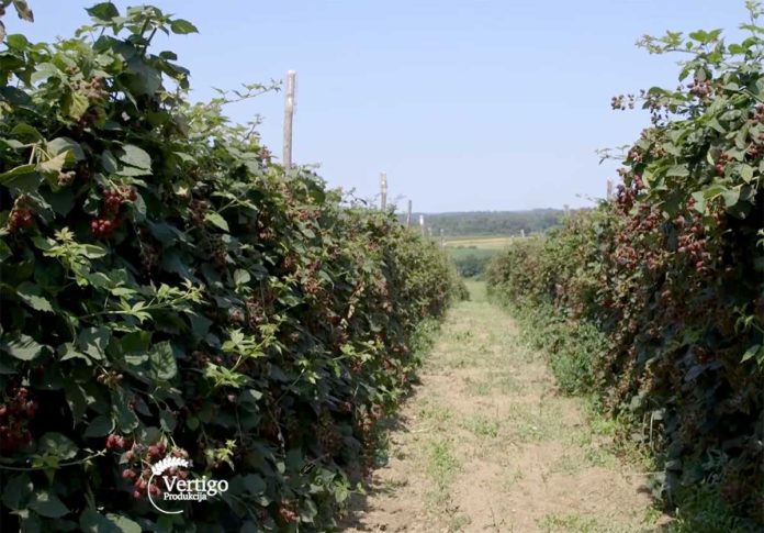 Agrosaveti---malina-i-kupina---Dobric---02