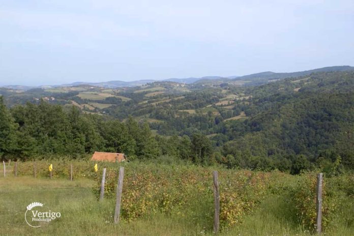 Agrosaveti---organska-malina-i-kupina---Brezovice---Valjevo---01 Agrosaveti---organska-malina-i-kupina---Brezovice---Valjevo---01